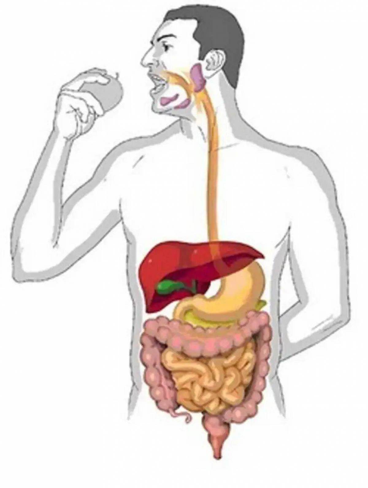 Строение тела человека пищеварительная система