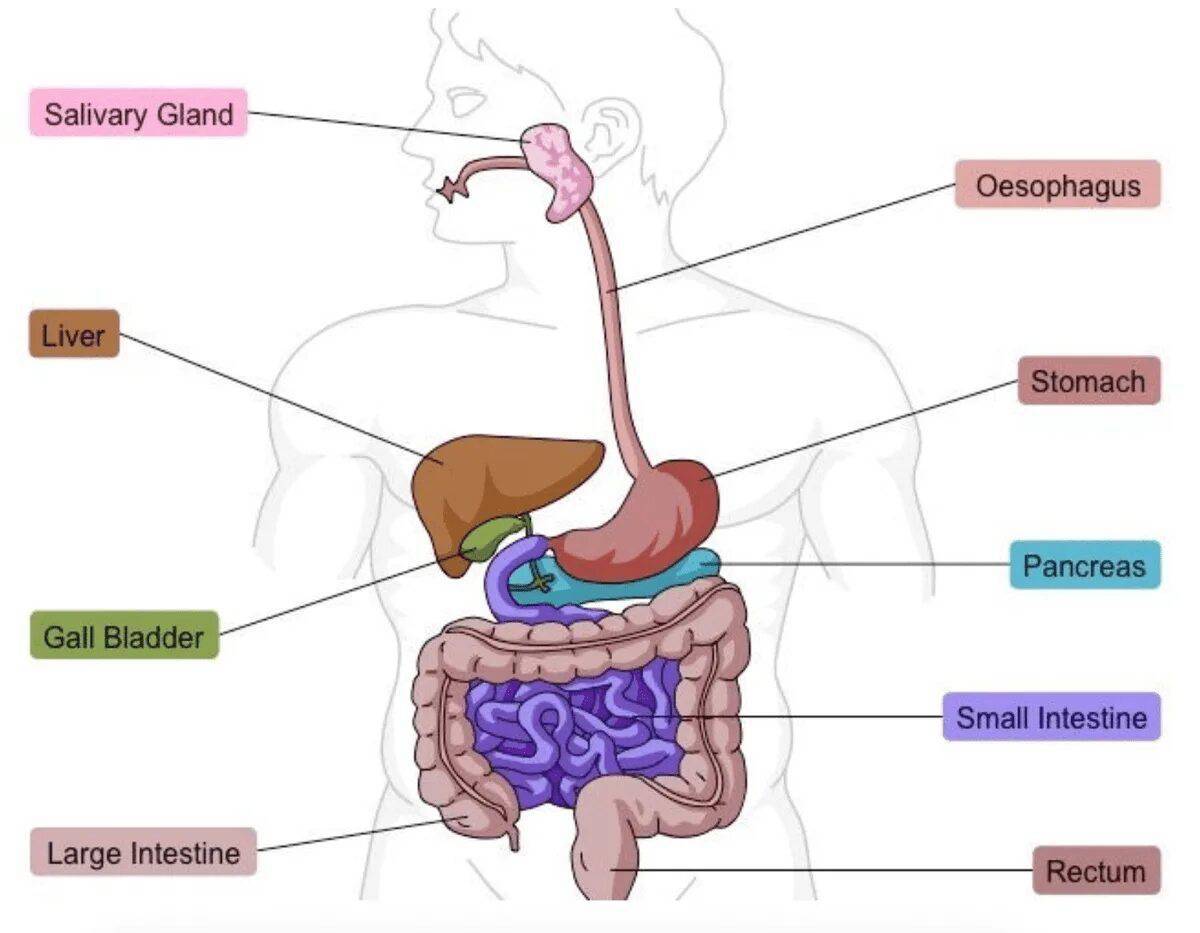 Пищеварительная система человека рисунок. Пищеварительная система человека. Пищеварительная система на английском. Органы пищеварения человека в картинках для детей. Органы пищеварения на английском.
