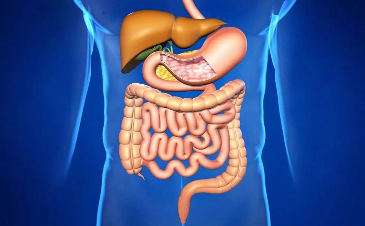 Органы пищеварения картинка