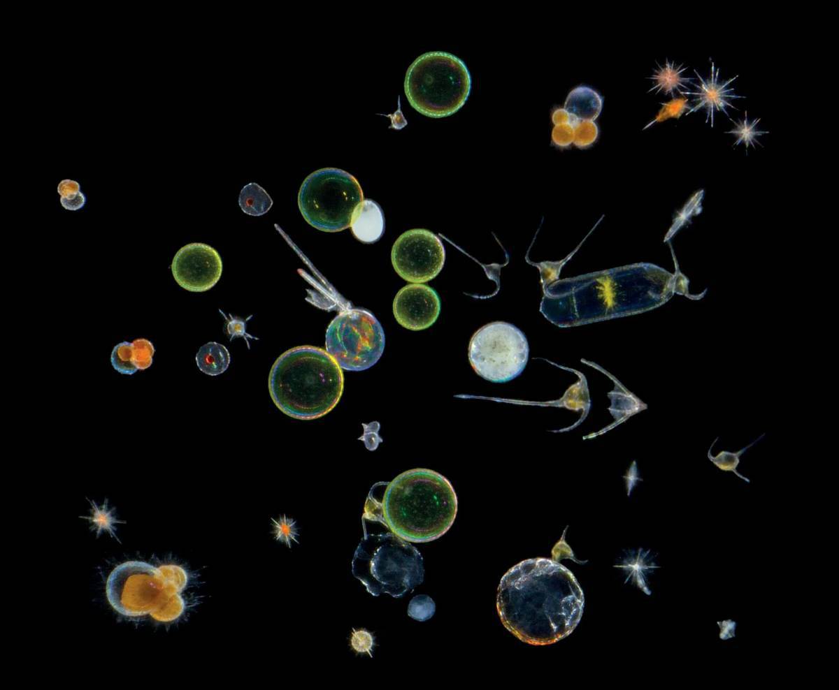 Планктон #26