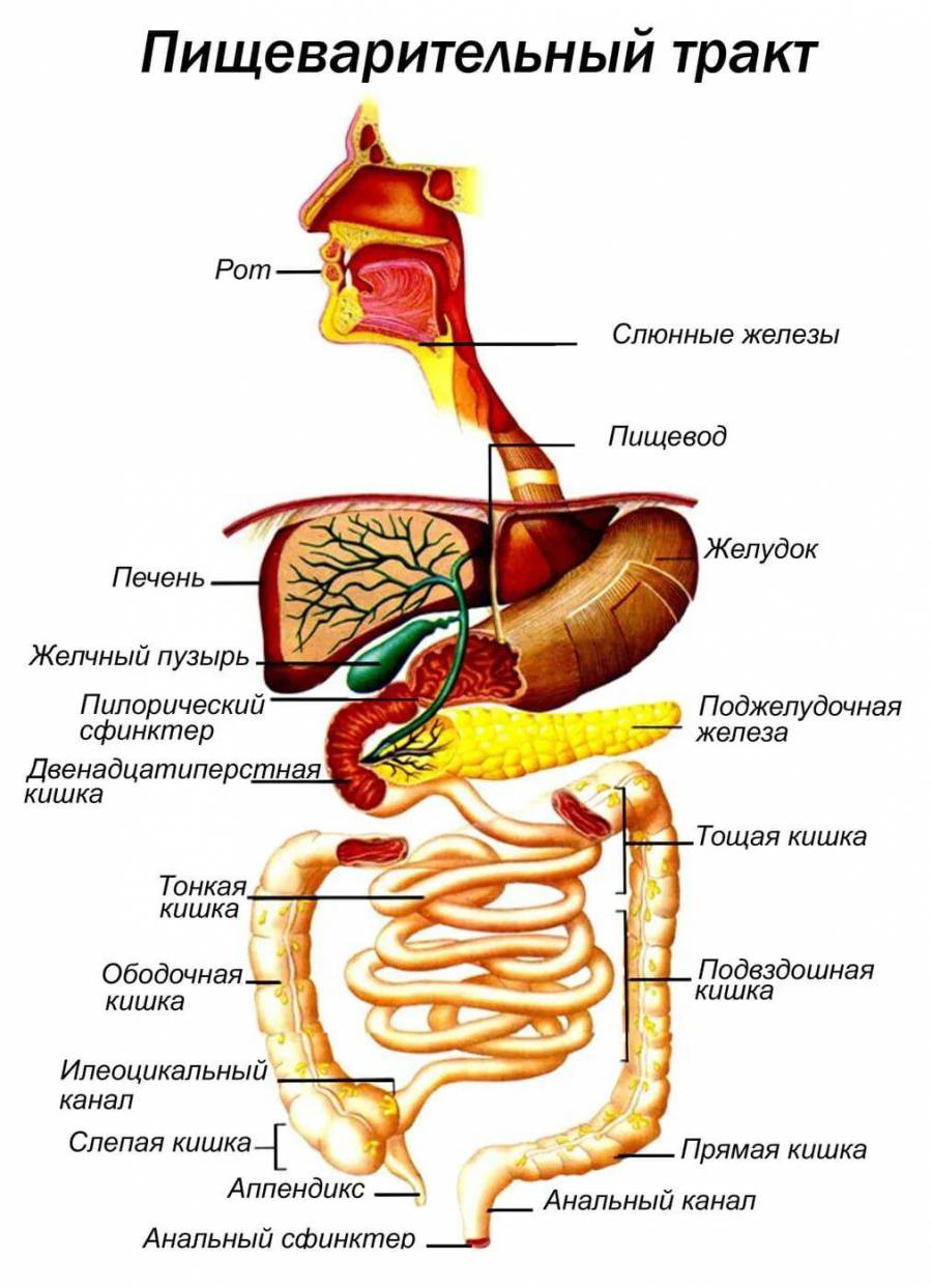 Органы пищеварения картинка