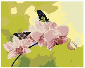 Раскраска по номерам бабочка #30 #444513