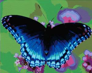 Раскраска по номерам бабочка #34 #444517
