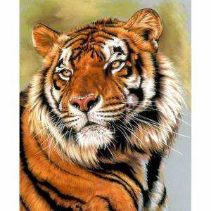 Раскраска по номерам тигр #4 #447391