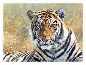 Раскраска по номерам тигр #9 #447396