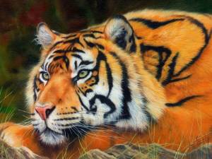 Раскраска по номерам тигр #31 #447418