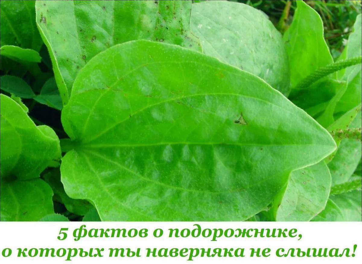 Стения. Подорожник. Подорожник широколистный. Индийский подорожник. Подорожник (Plantago).