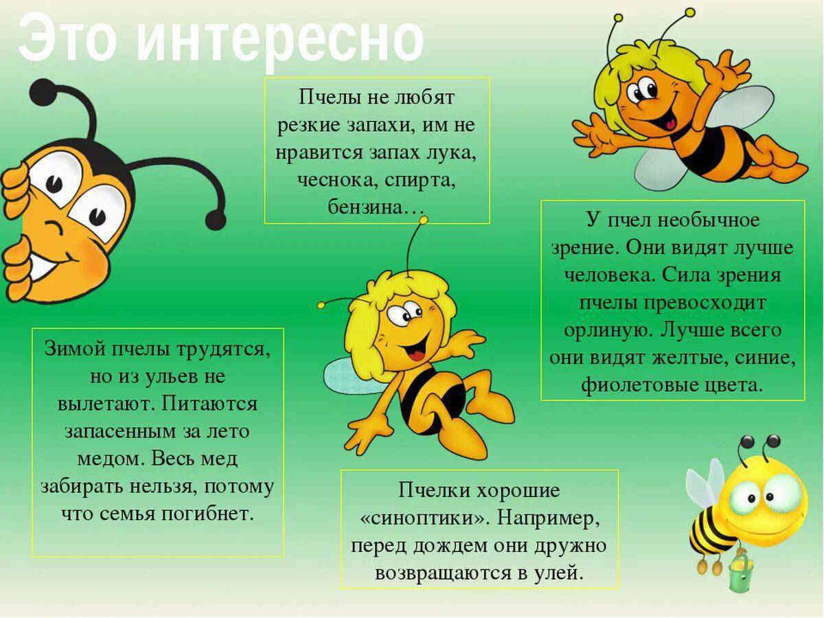 Насекомое пчела 2 класс. Интересные факты об ПЧЕЛХ. Интересное о пчелах для детей. Интересные факты о пчелах. Факты о пчелах для детей.