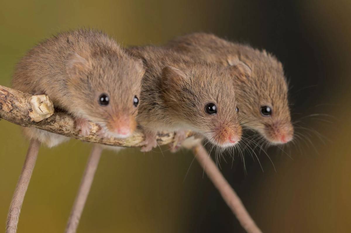 Мыши николаев