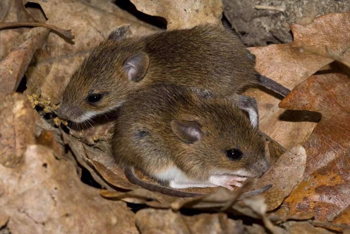 Полевая мышь фото. Полевая мышь Apodemus agrarius. Мышь Лесная полевка. Полевая мышь полевка. Лесная мышь (Apodemus sylvaticus).