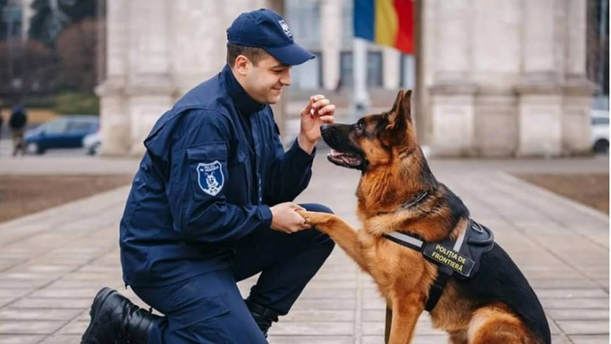 Картинка Полицейская собака 1.