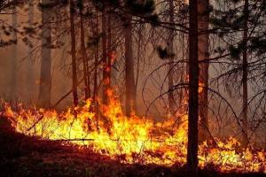 Раскраска пожар в лесу #1 #452431