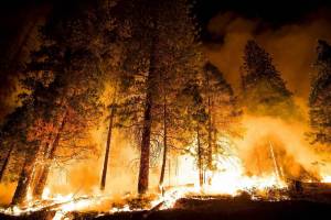 Раскраска пожар в лесу #3 #452433