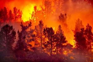 Раскраска пожар в лесу #6 #452436