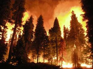 Раскраска пожар в лесу #10 #452440