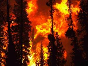 Раскраска пожар в лесу #13 #452443