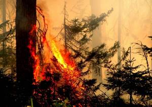 Раскраска пожар в лесу #15 #452445