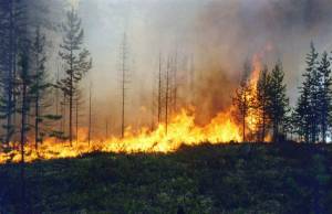Раскраска пожар в лесу #19 #452449