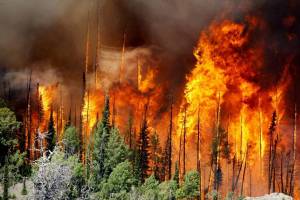 Раскраска пожар в лесу #21 #452451