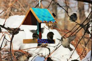 Раскраска покормите птиц зимой для детей #8 #453392