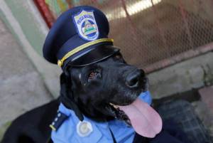 Раскраска полицейская собака #3 #453981