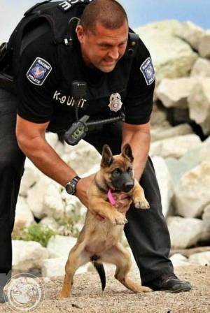 Раскраска полицейская собака #14 #453992