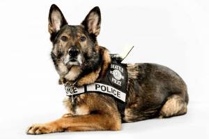 Раскраска полицейская собака #23 #454001