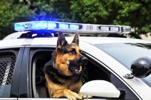 Раскраска полицейская собака #24 #454002