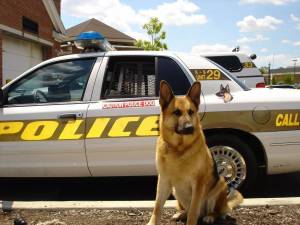 Раскраска полицейская собака #25 #454003