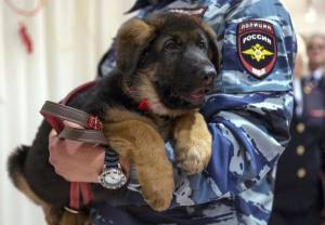 Раскраска полицейская собака #28 #454006