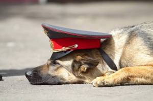 Раскраска полицейская собака #33 #454011
