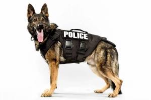 Раскраска полицейская собака #38 #454016