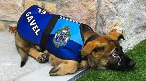 Раскраска полицейская собака #39 #454017