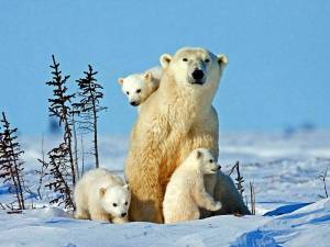 Раскраска полярный медведь #2 #454751