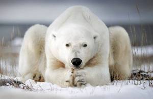 Раскраска полярный медведь #3 #454752