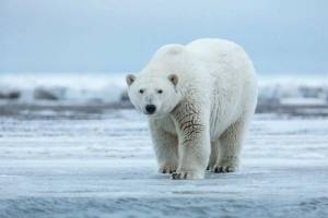 Раскраска полярный медведь #6 #454755