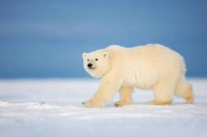 Раскраска полярный медведь #7 #454756