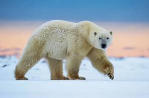 Раскраска полярный медведь #11 #454760