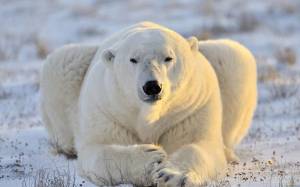 Раскраска полярный медведь #18 #454767