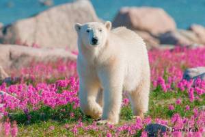 Раскраска полярный медведь #19 #454768