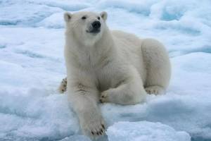 Раскраска полярный медведь #25 #454774