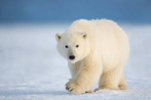 Раскраска полярный медведь #35 #454784