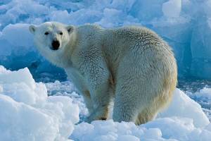 Раскраска полярный медведь #37 #454786