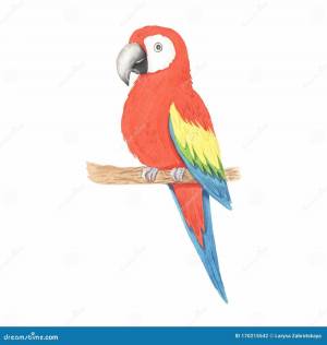 Раскраска попугай для детей 3 4 лет #6 #455977