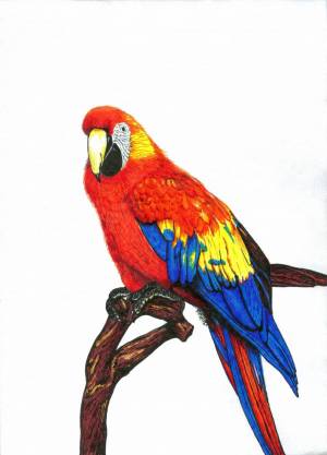 Раскраска попугай для детей 3 4 лет #10 #455981
