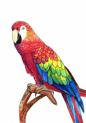 Раскраска попугай для детей 3 4 лет #29 #456000