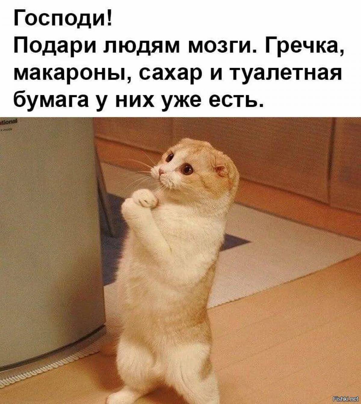 Сделай пожалуйста русский. Котик умоляет. Кот с извинениями. Котик просит прощения. Прикольные картинки с прощением.