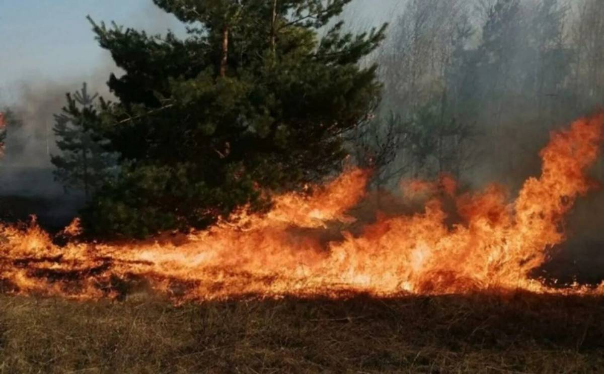 Пожар в лесу #16