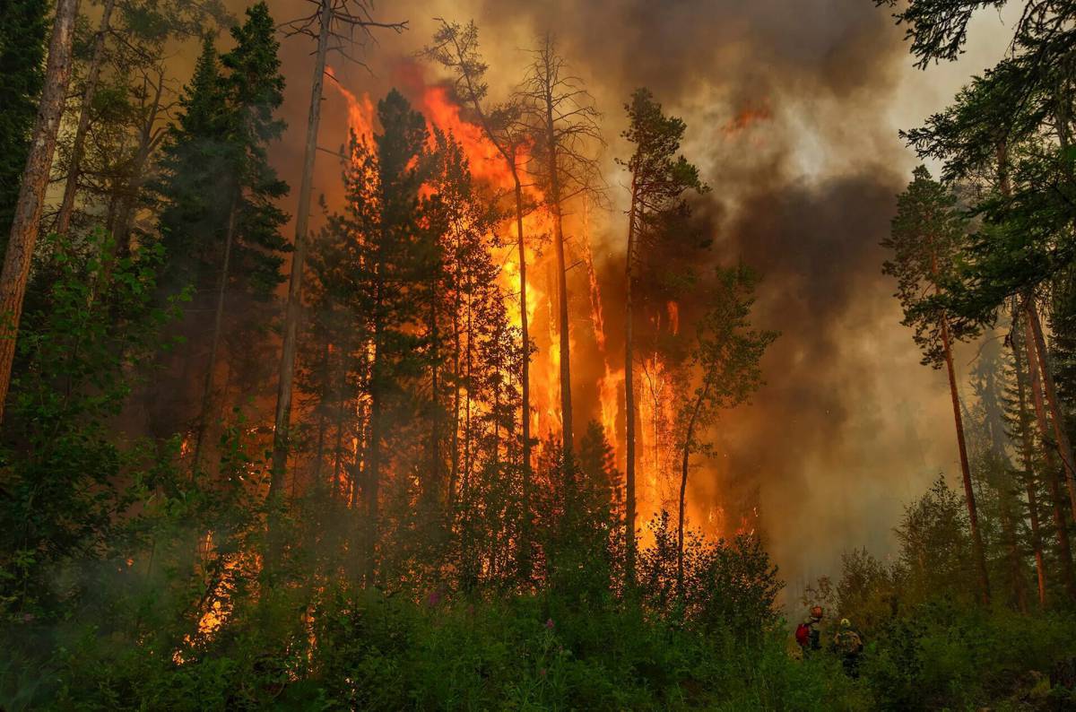 Пожар в лесу #31