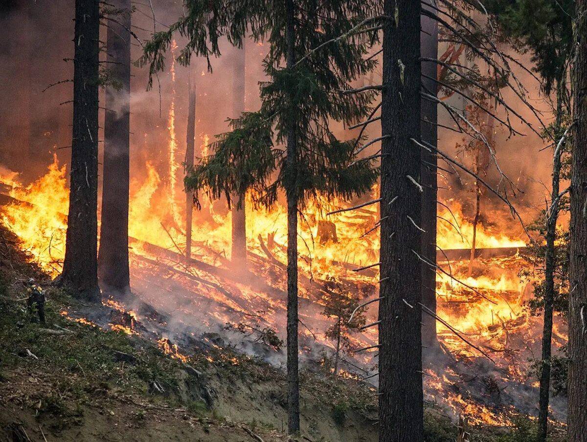 Пожар в лесу #34